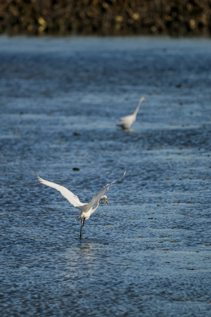 While state game areas and national wildlife refuges attract the waterfowl that hunters want, wetland areas also attract many non-game species such as these great white egrets at Pointe Mouillee State Game Area near Monroe.